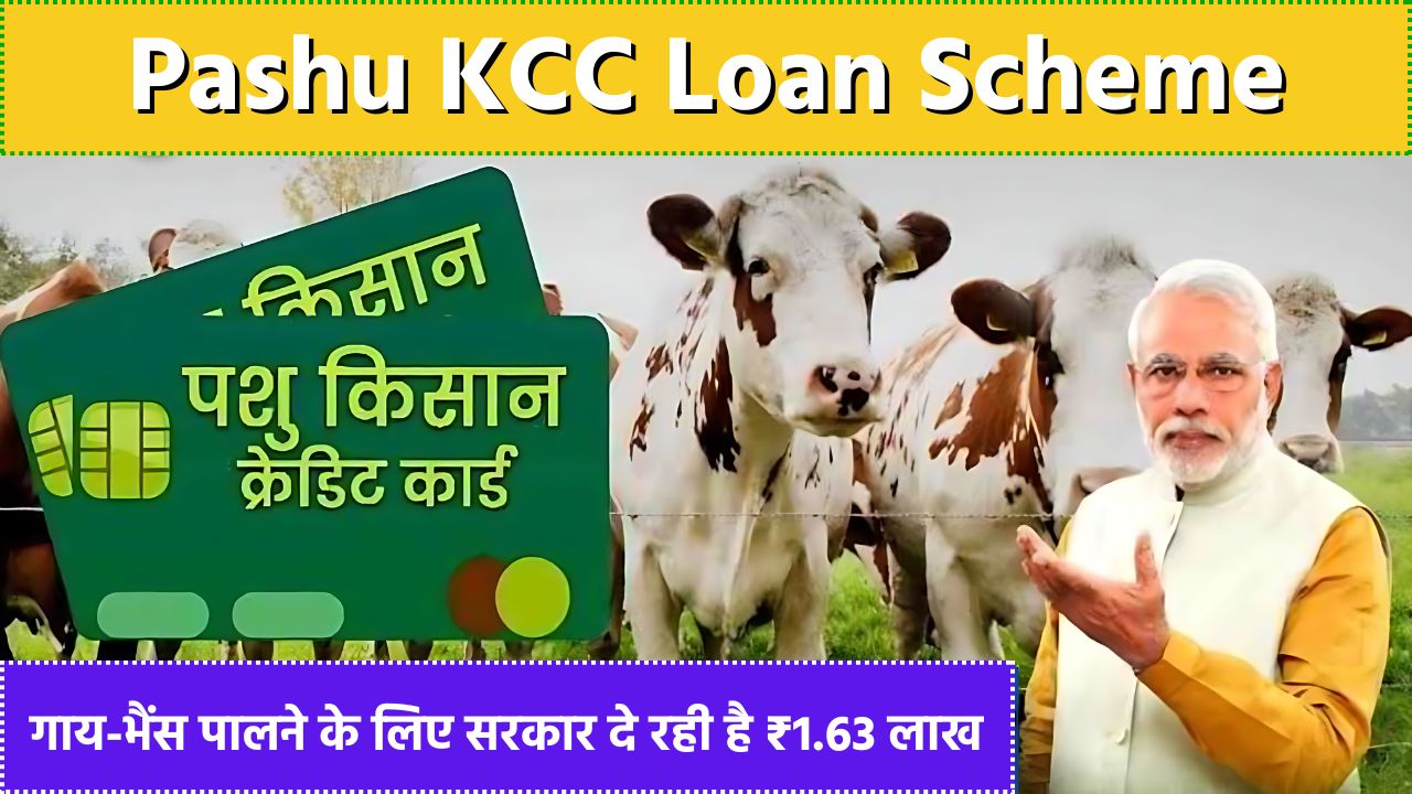 Pashu KCC Loan Scheme