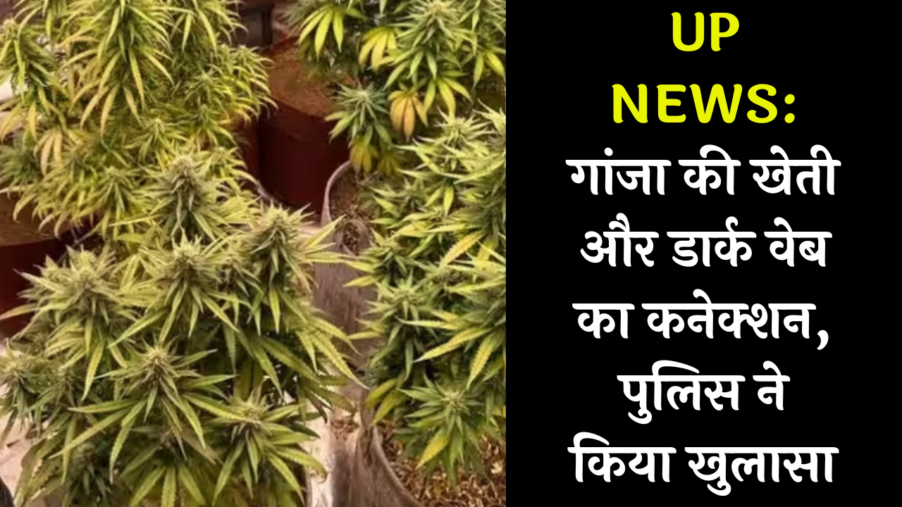 UP NEWS