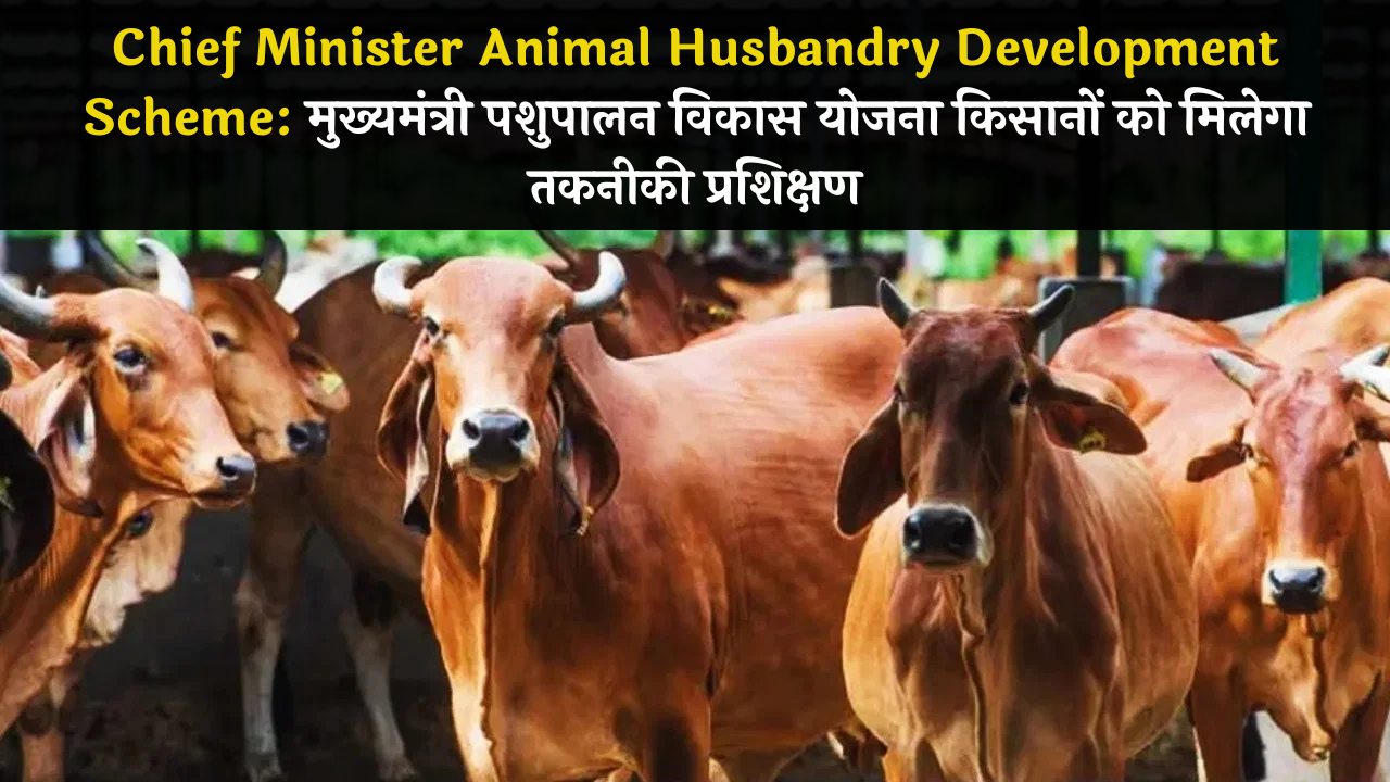 Chief Minister Animal Husbandry Development Scheme: